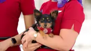 Virgin Australia Expands Pet-Friendly Flights to Adelaide from June