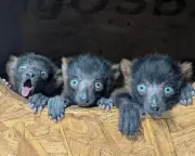 Week in Wildlife: Lazy Sea Lion, Baby Ospreys, Rare Lemur Quads