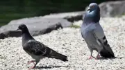 Why Animals Struggle to Invent New Mating Dances: Evolutionary Insights