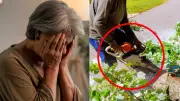 Widow Shocked After Neighbor Cuts Down Her Trees Then Sends Bill