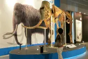 Woolly Mammoth DNA Found in Ancient Squirrel Poop in Yukon