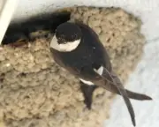 Young Country Diary: House Martins Return, Chicks Heard from Bedroom