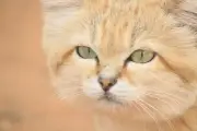 YouTube Video Proves Existence of Rare Sand Cat in Libya