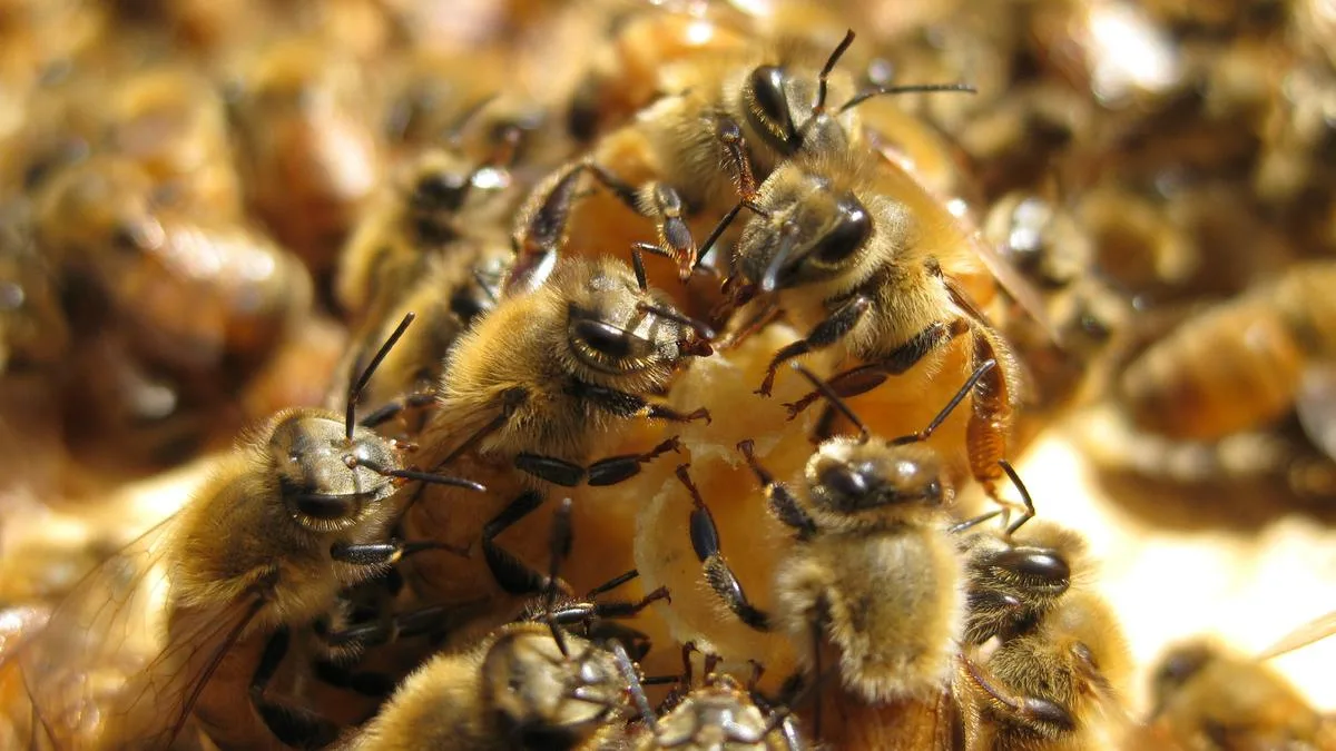Bibra Lake Firm Gets $3M Grant to Turn Bee Glue into Health Products