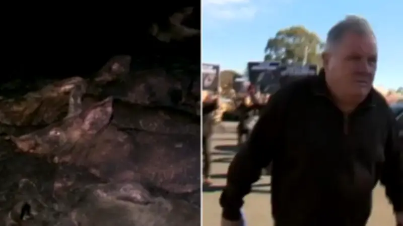 Adelaide piggery conditions worst ever seen, RSPCA says as five face cruelty charges