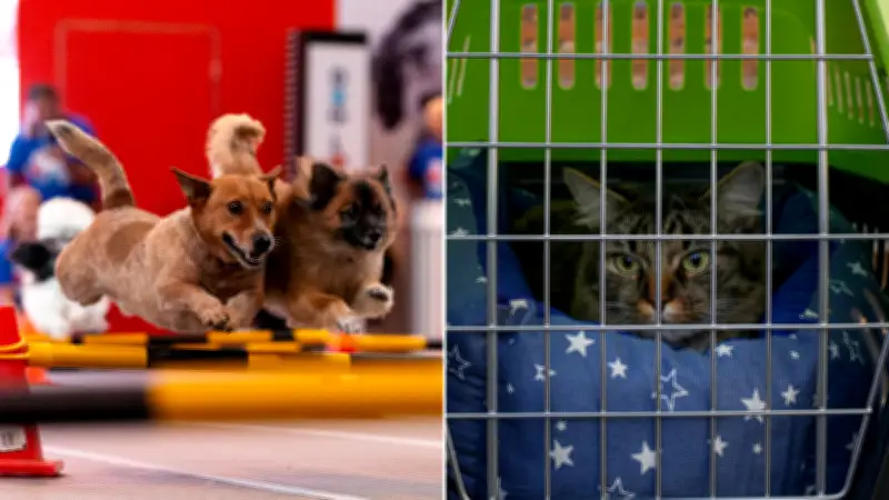 Australian pet names shift to traditional human names like Barry and Hazel