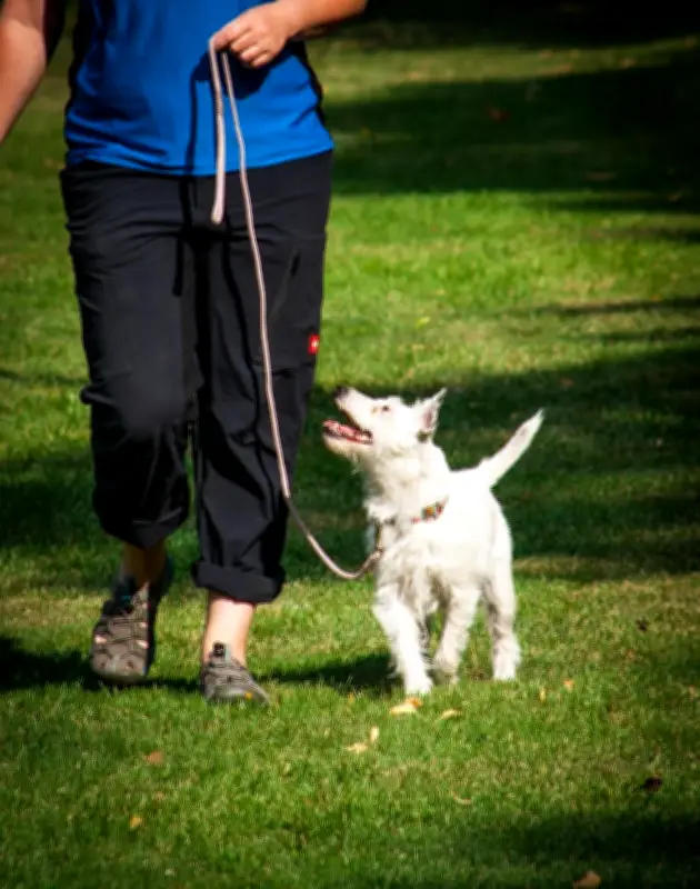Bassendean to Consider Dog Curfews at Popular Parks After Review