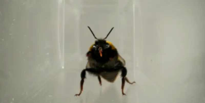 Bees' Facial Expressions May Reveal Their Inner Lives, Study Finds