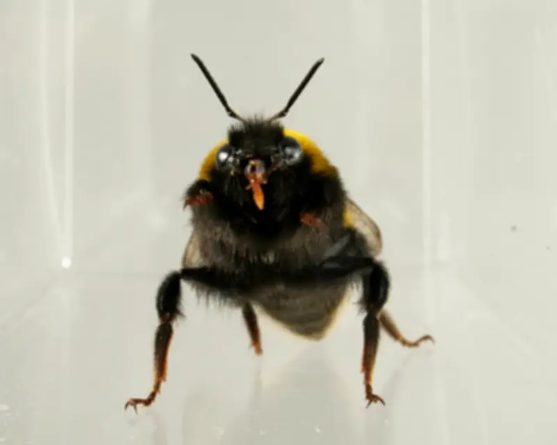 Bees Show Emotion-Like Behaviours in Slow-Motion Study