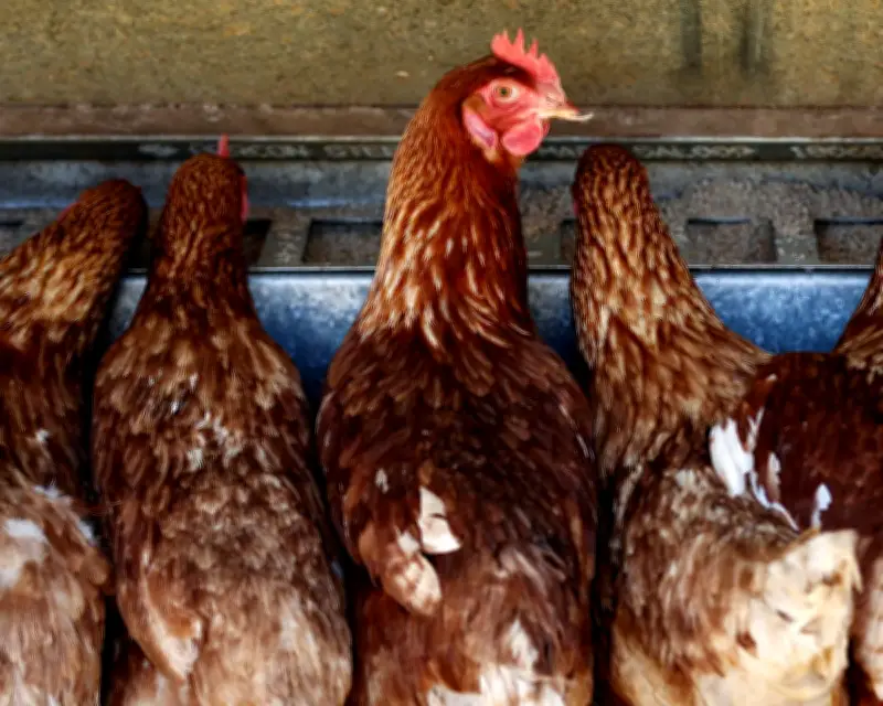 Bird Flu Arrives in Australia: Impact on Poultry and Egg Prices