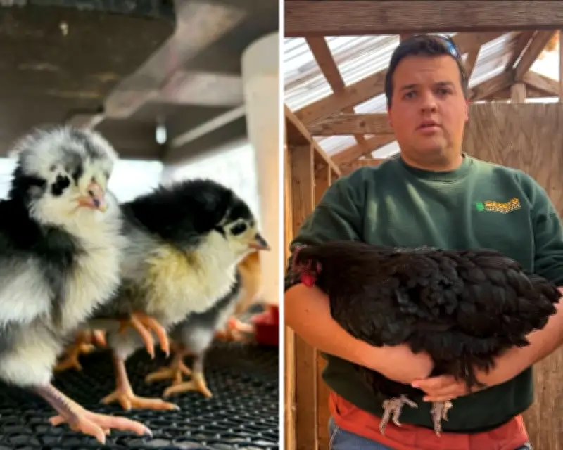 Bird Flu Outbreak Hits US Farms, Millions of Birds Culled