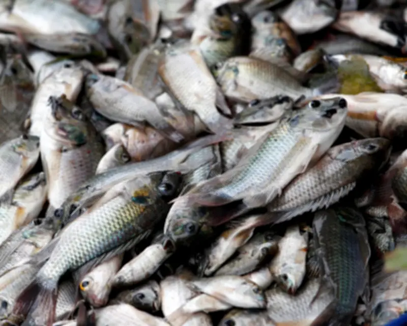 Blackchin Tilapia Invasion Costs Thai Fishers Millions