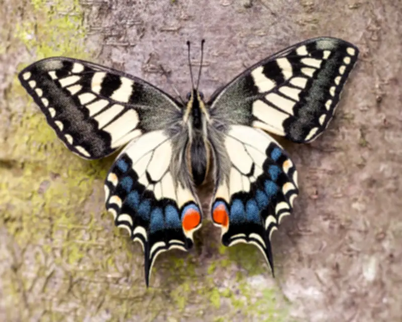 British Swallowtail Butterfly Distinct Subspecies for 200,000 Years, Study Finds