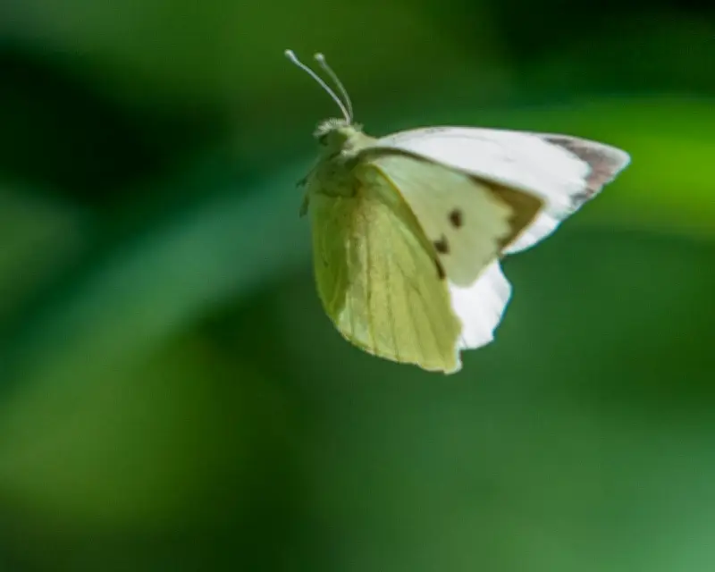 Butterflies at the Tennis: A Winning Sight for Nature Lovers