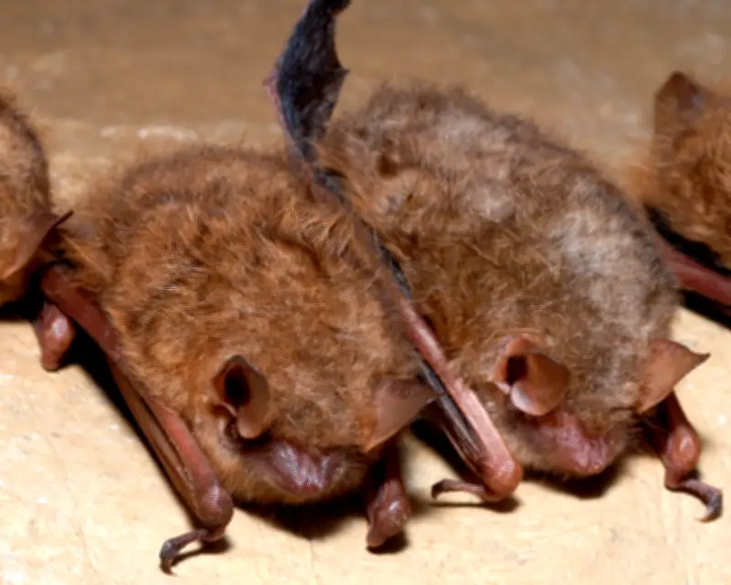 Canadian boy dies of rabies after bat found on face