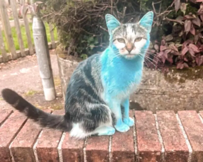 Cat named Blue Wilbur changes colour, puzzling owners in UK