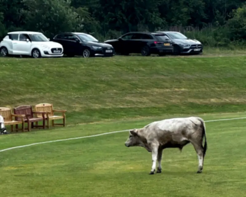 Cricket Match Abandoned After Charging Bull Stops Play