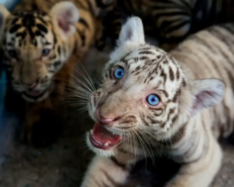 Cuban Zoo Welcomes Bengal Tiger Cubs Amidst Energy Crisis