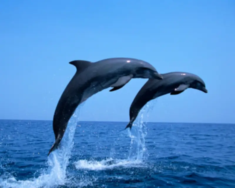 Dolphins Scavenging from Trawlers in Adriatic Study