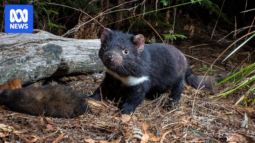 Eastern Quoll Endangered By Bird Flu Gets Federal Grant