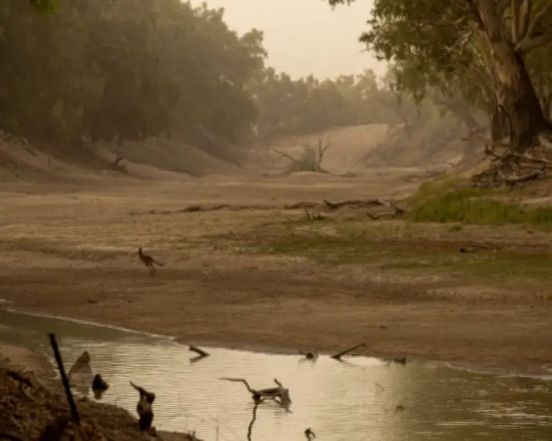 Fish Deaths Linked to NSW's Failed Murray-Darling Water Bid