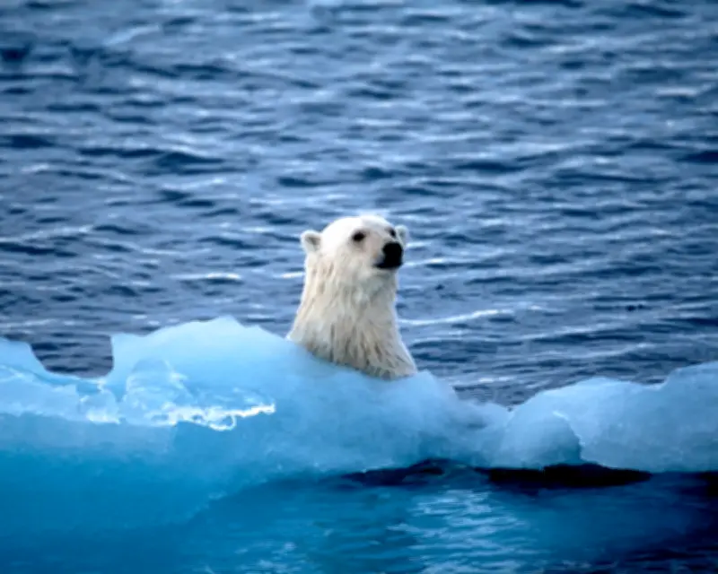 Five Great Reads: Polar Expedition, Zohran Mamdani, David Sedaris