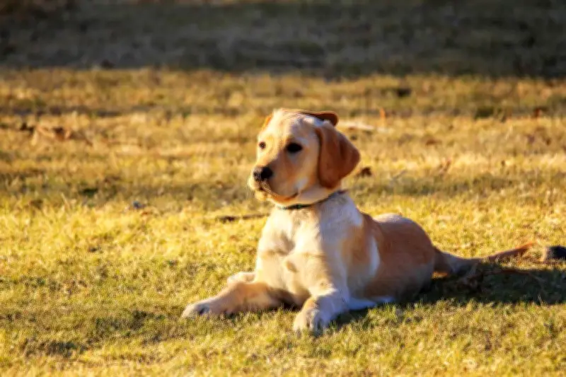 Fremantle Council Bans Dogs from Playgrounds Despite 77% Opposition