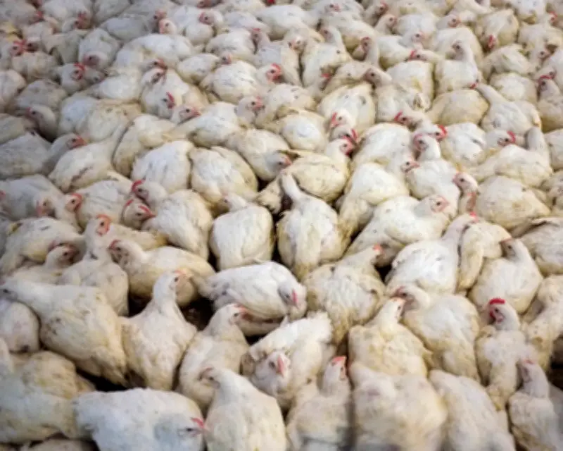 Global Mammal and Poultry Farming Numbers Surge by 70% Since 1970