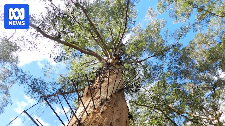 Gloucester Tree Reopens with Reduced Climb Height After Three-Year Closure