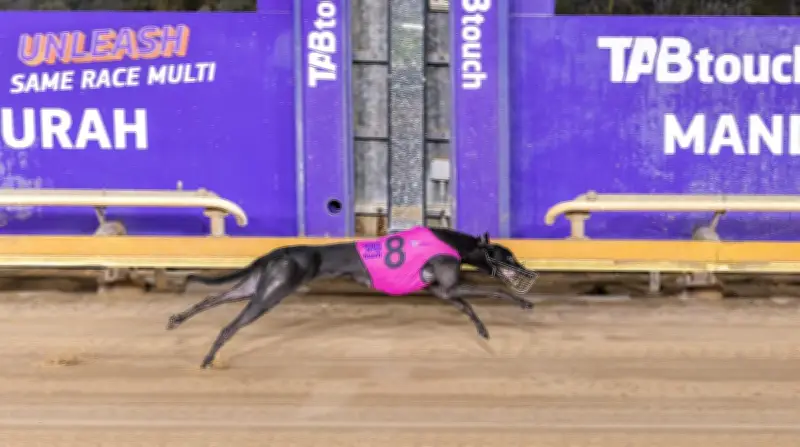 Gold Smirch Dominates Free For All at Mandurah Greyhounds