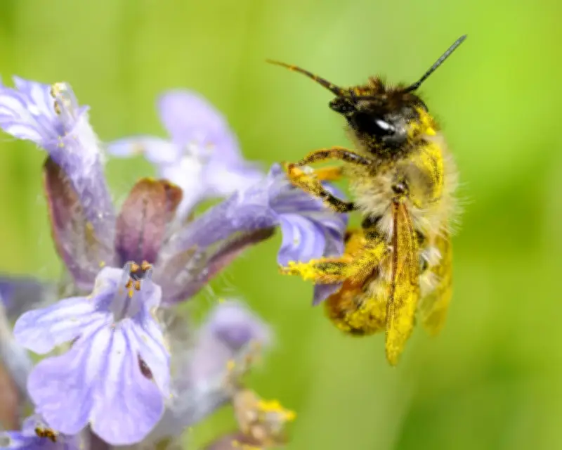 Heatwaves Cause 50% Drop in Bee Sperm Activity, Study Finds