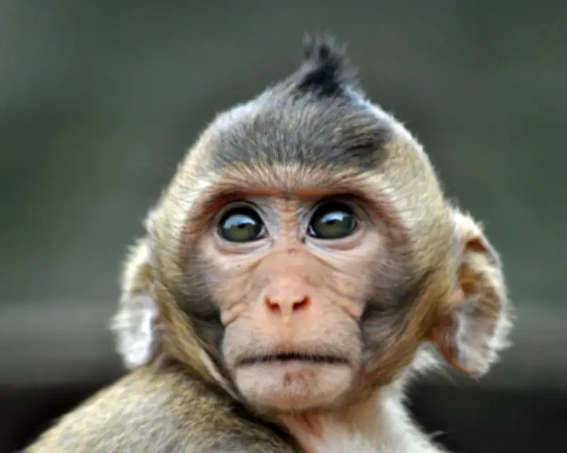 How Animals Experience Time Differently: A New Understanding