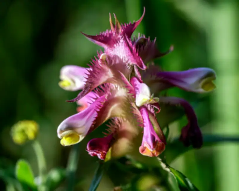 How One Act of Care 40 Years Ago Saved a Rare Plant Colony