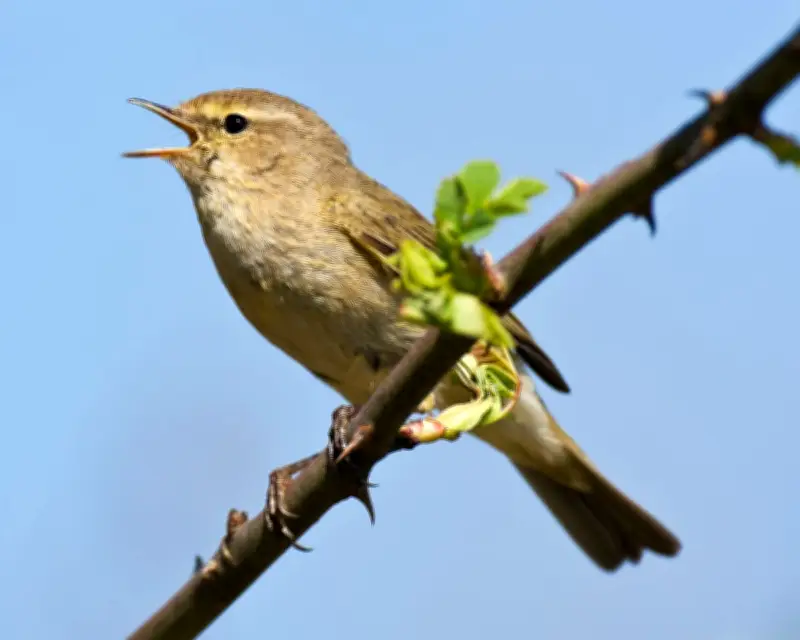 Merlin bird app to feed data into global biodiversity project