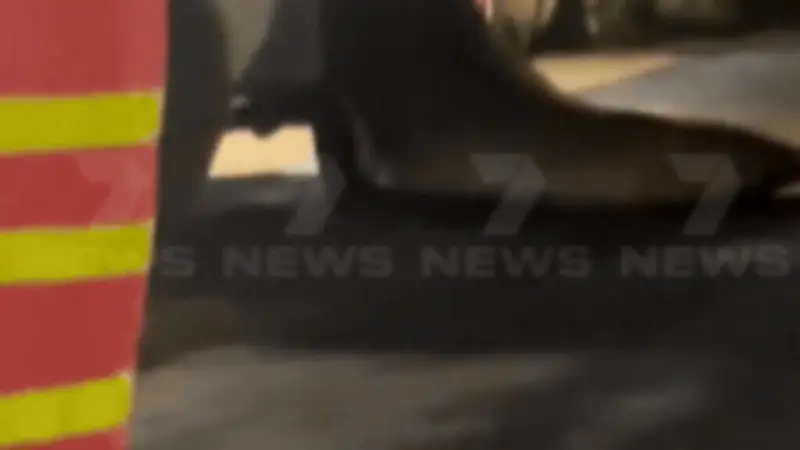 Neil the Elephant Seal Causes Chaos at Tasmanian Petrol Station