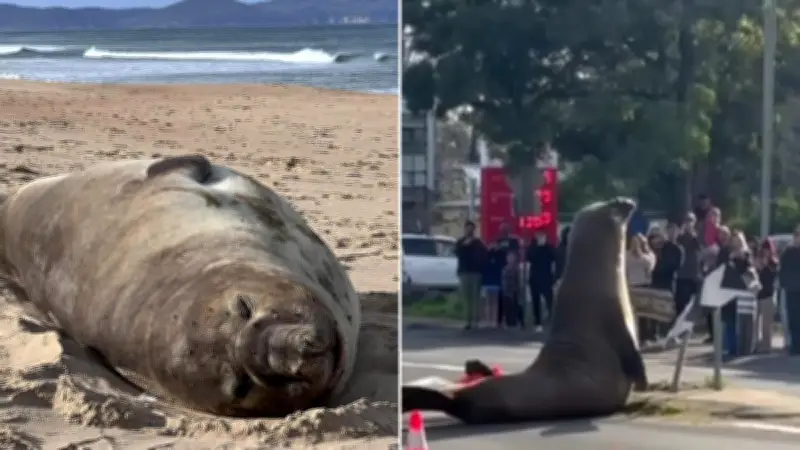 Neil the Seal Causes Chaos at Tasmanian Petrol Station, Experts Explain Behaviour