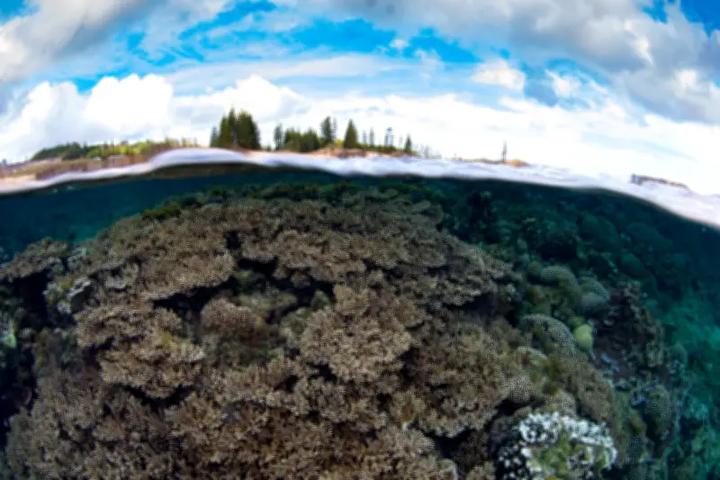 Norfolk Island Coral Reefs Face Triple Threat from Dredging, Disease, El Niño