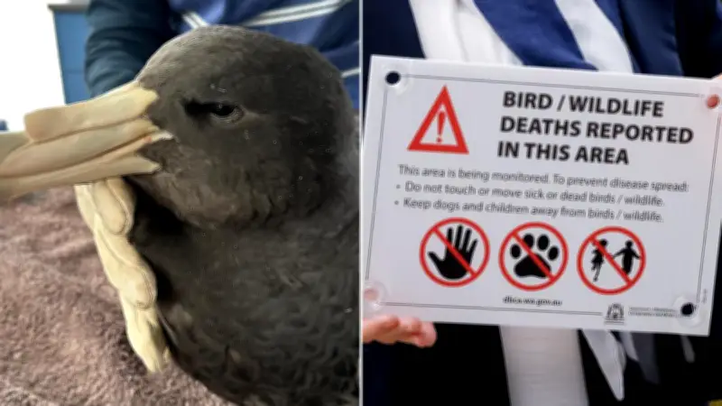 NSW Records First H5 Bird Flu Case in Migratory Seabird