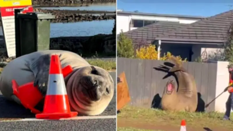 One-Tonne Seal Neil Causes Chaos in Southern Tasmania Again