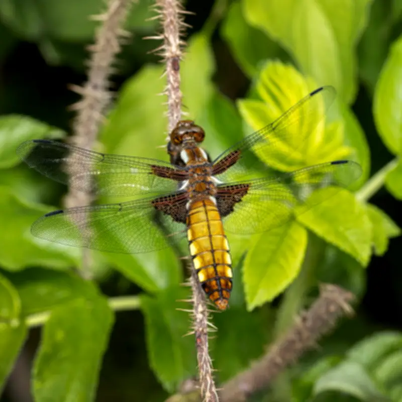 One-Year-Old Pond Thrives as Dragonflies Emerge
