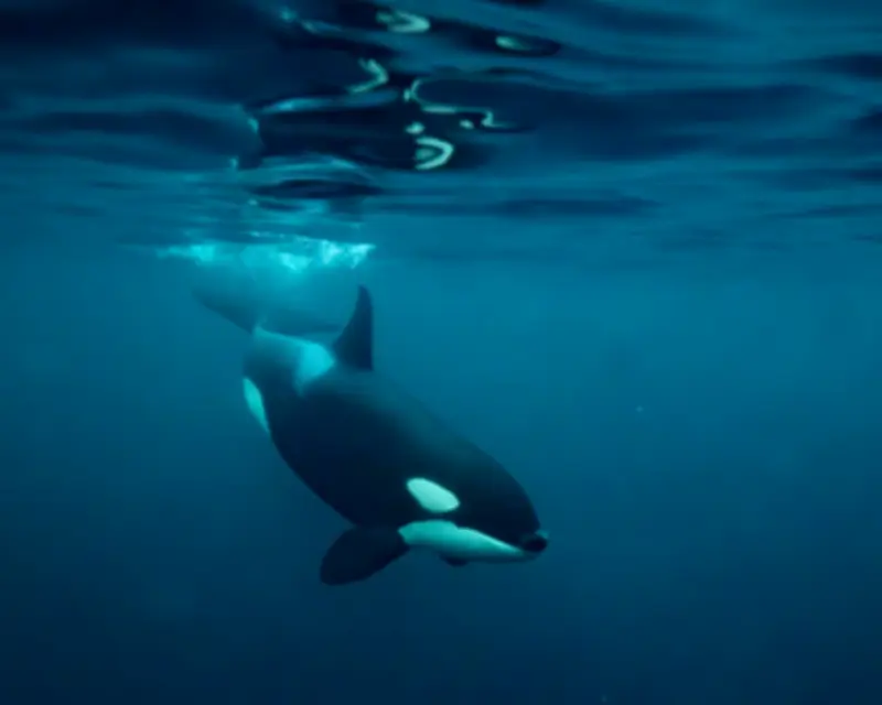 Orca Sightings Surge Along Northumberland Coast