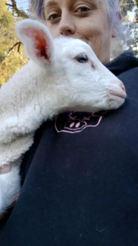 Pet Lamb Stolen from Dwellingup Farm, Reward Offered for Return