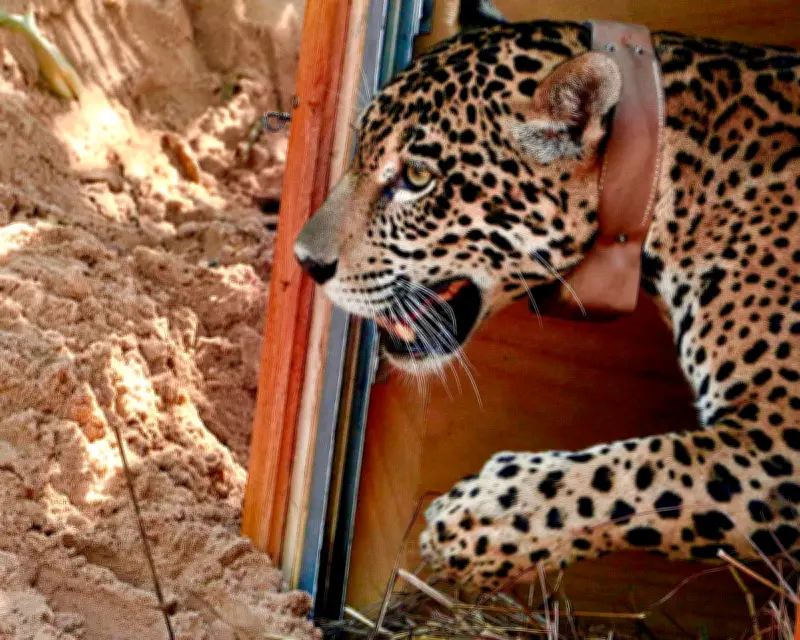 Project to reintroduce jaguars to the wild in Bolivia