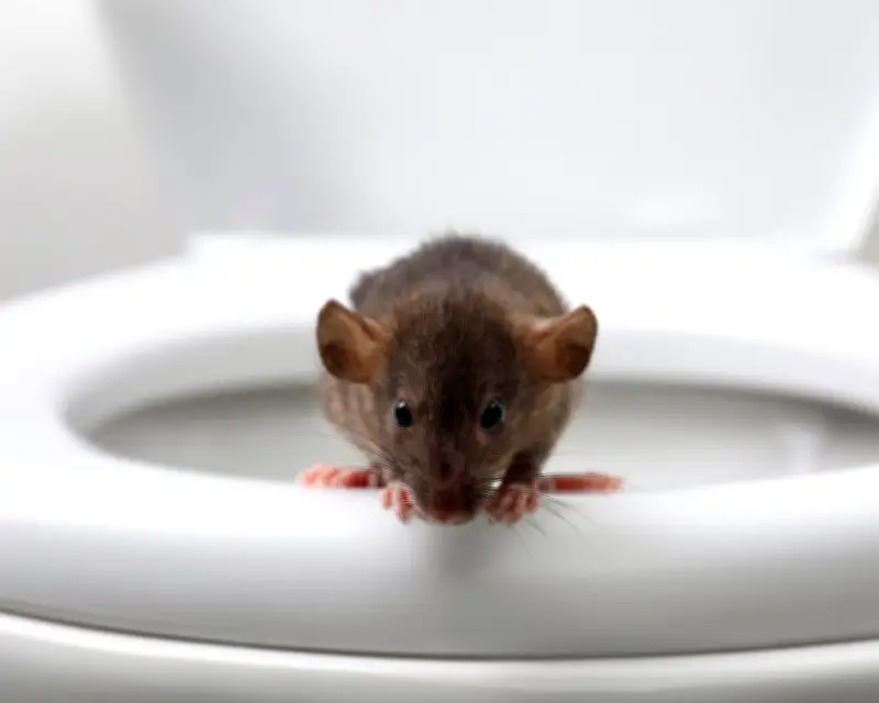 Rat Hiding in Your Toilet? How to Check and Prevent Infestations