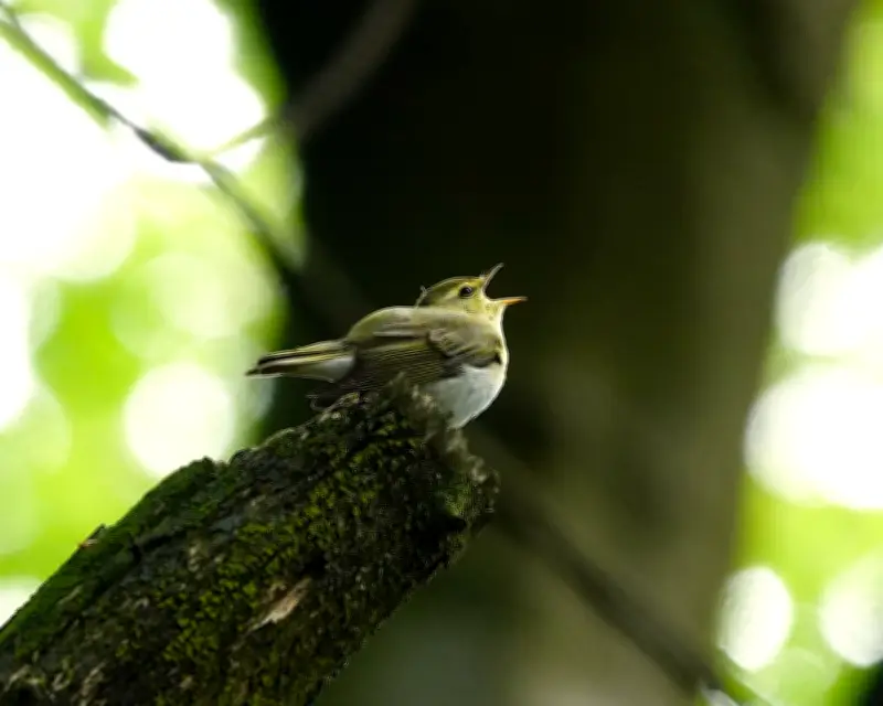 Return of Wood Warblers to UK Bittersweet Amid Climate Change