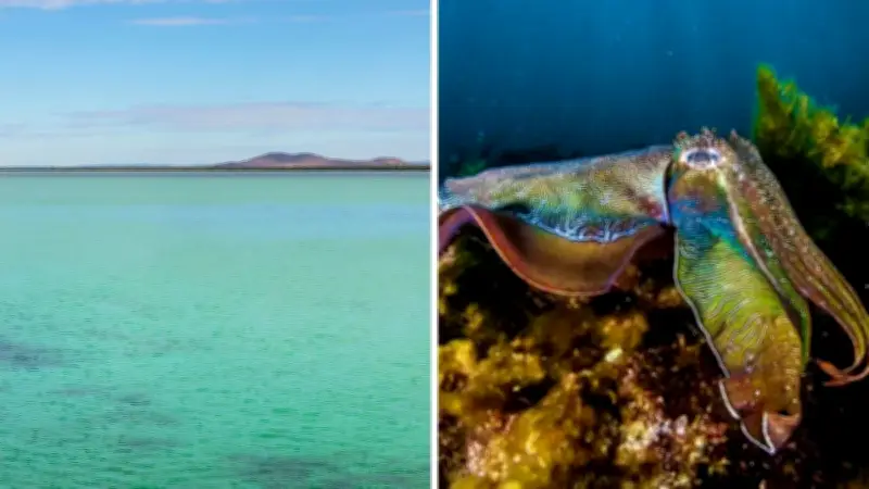 SA Coastline Closed to Protect Giant Australian Cuttlefish Breeding