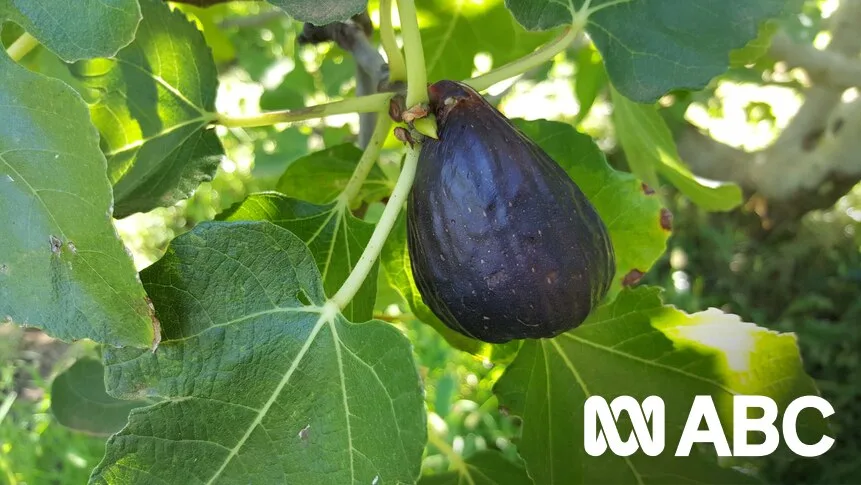 Gardening Expert Sabrina Hahn Tackles Ivy, Rats, and Fig Tree Troubles
