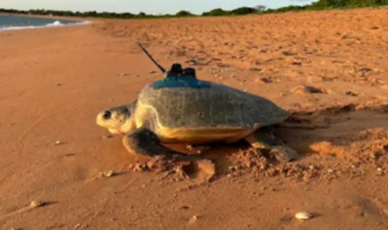 Sea Turtles Diving Through Cyclones Help Improve Forecasts