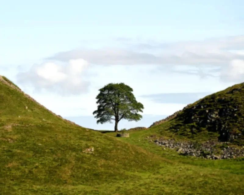 Sycamore Gap tree sapling stolen from Cumbria nursery