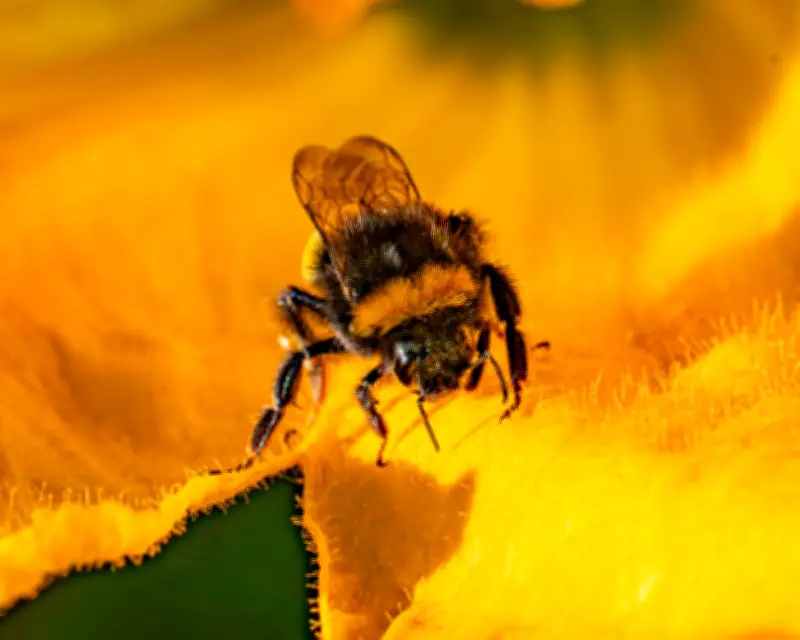 UK Environment Department Broke Law Over Bee-Killing Pesticide